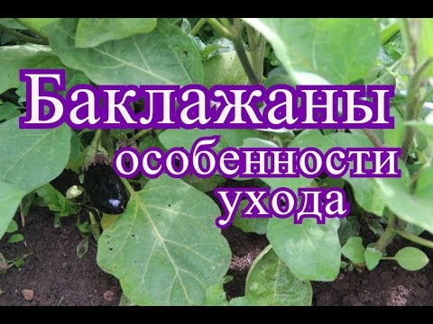 Баклажаны в открытом грунте. Особенности ухода. (20.07.16г.)