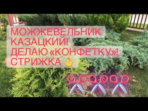 Можжевельник казацкий 🌲 Стрижка по правилам 🌲 Создаю новую форму🌲