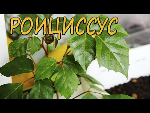 Роициссус. [Надежда и Мир]