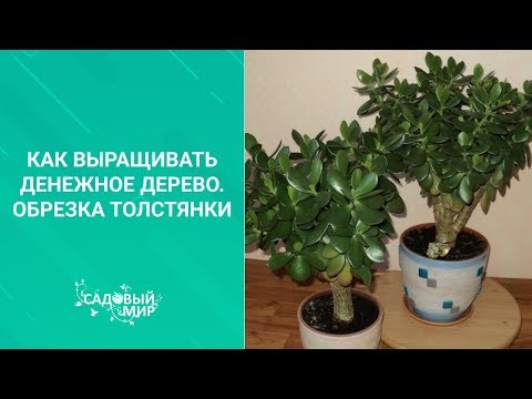 Крассула / Тостянковые