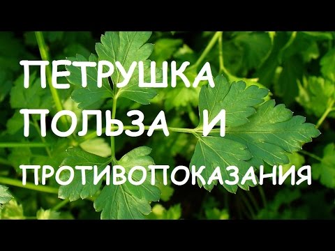 Петрушка. Лечебные свойства и противопоказания.