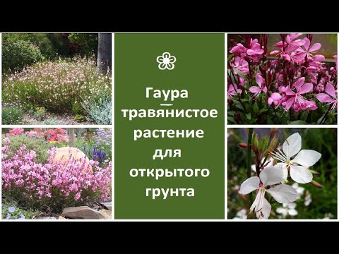 ❀ Гаура - травянистое растение для открытого грунта