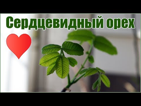 Сердцевидный орех - размножение - как посадить орех