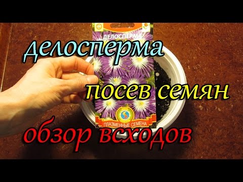 Делосперма. Посев семя. Обзор сеянцев.