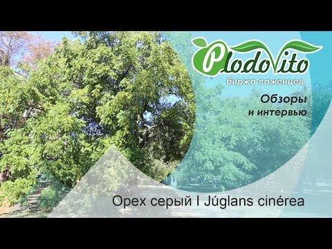 Орех серый I Júglans cinérea