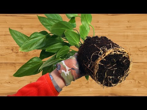 КАК ПЕРЕСАДИТЬ АНТУРИУМ 👉🌱 готовим грунт самостоятельно