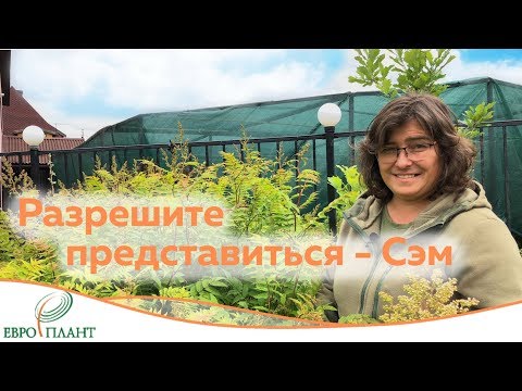 Рябинник рябинолистный. Сорняк или декоративный кустарник?