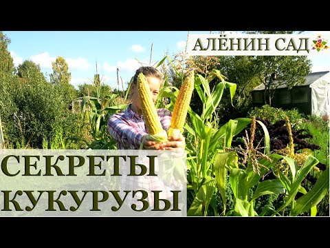 КУКУРУЗА все секреты выращивания! / Как выращивать кукурузу