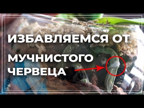 Мучнистый червец на орхидеях. Обработка корней в закрытой системе