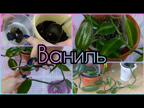 Орхидея ВАНИЛЬ🌸 РАЗМНОЖИТЬ за 11 дней🌱От ЧЕРЕНКА до самостоятельного РАСТЕНИЯ🌸Грунт🌱Полив🌸Уход🌱