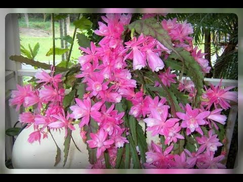 Эпифиллум - секреты обильного цветения