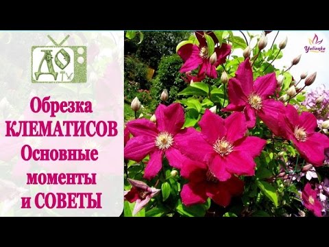 ОБРЕЗКА КЛЕМАТИСОВ. Основные моменты и СОВЕТЫ. Что ВАЖНО знать!