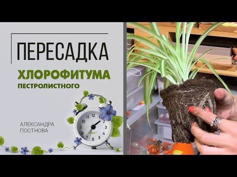 Пересадка хлорофитума. Хлорофитум пестролистный | На что обратить внимание при пересадке растения.