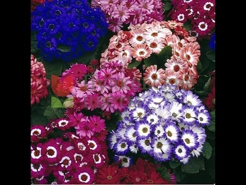 Цинерария гибридная - выращивание из семян и уход в домашних условиях