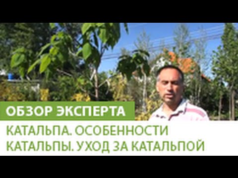 Катальпа. Особенности катальпы. Уход за катальпой.