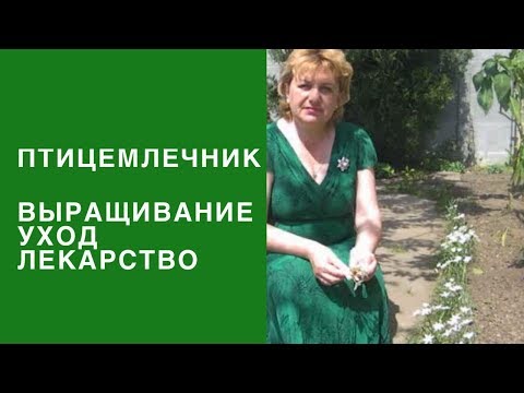 Птицемлечник. Выращивание, уход, лечение и свойства.