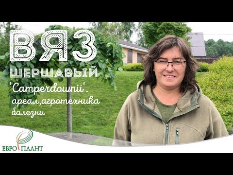 Вяз шершавый и его плакучая форма &#039;Camperdownii&#039;. Ареал, агротехника, болезни.