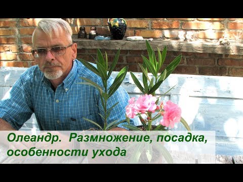 Олеандр. Размножение, посадка, особенности ухода