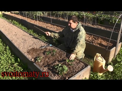 Посадка садовой земляники