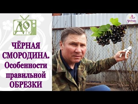 ПРАВИЛЬНАЯ обрезка ЧЁРНОЙ СМОРОДИНЫ - залог БОЛЬШОГО УРОЖАЯ!