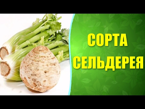 🌿 Сорта сельдерея. #Сельдерей корневой и сельдерей черешковый.
