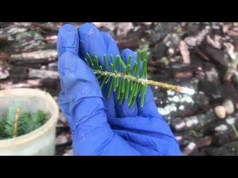 Часть 1 Укоренение зелёных черенков хвойных растений. Мой эксперимент Пихта корейская и Ель голубая