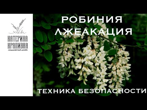 Робиния лжеакация. Техника безопасности