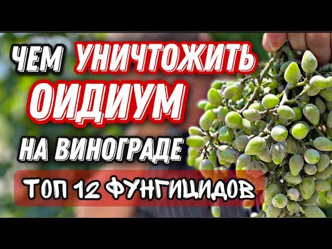 Как не допустить, побороть оидиум на винограде!!!