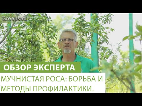 Мучнистая роса: борьба и методы профилактики.