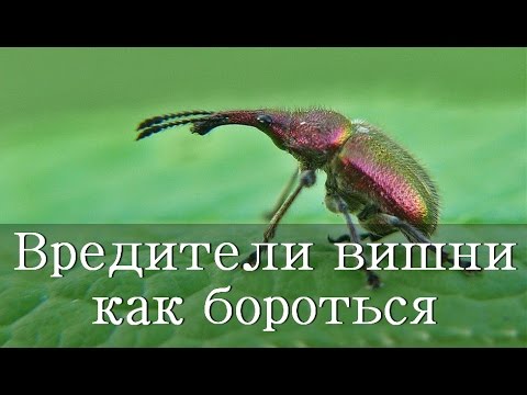 ВРЕДИТЕЛИ ВИШНИ