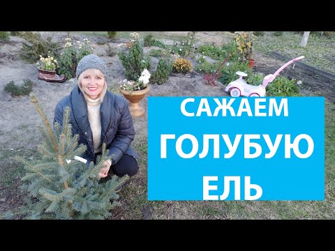 ПОСАДКА КРУПНОЙ ЕЛИ. Как сажать голубую ель