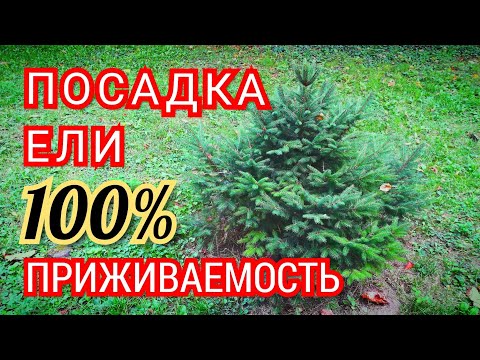 Как посадить ель. Посадка ели на участке. Или как правильно посадить ель чтобы ель прижилась