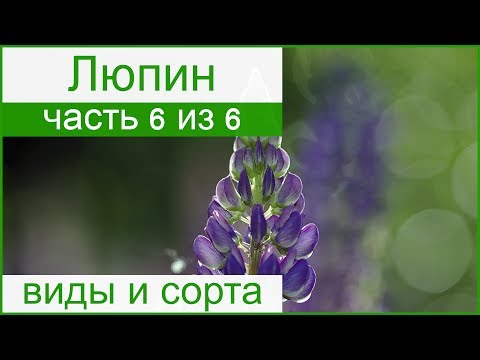 🌾 Виды люпина и сорта