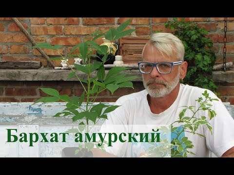 Бархат амурский. Посадка и уход