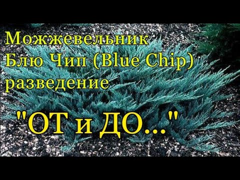 Разведение горизонтального можжевельника - БЛЮ ЧИП, (Blue Chip) - весь процесс &quot;ОТ и ДО&quot;.