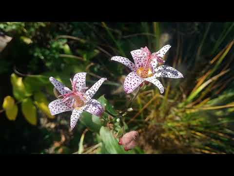 Трициртис - &quot; садовая орхидея&quot; -выращивание и уход