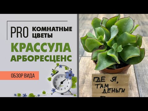 Крассула Арборесценс { обзор сорта } Денежное дерево, толстянка