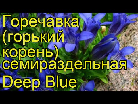 Горечавка семираздельная Deep Blue. Краткий обзор, описание характеристик, где купить саженцы