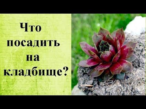 Что посадить на кладбище? Лучшие неприхотливые и красивые цветы, не требующие полива