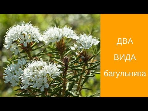 ДВА ВИДА багульника .РОДОДЕНДРОН . БОЛОТНЫЙ БАГУЛЬНИК.