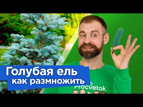 Как вырастить ГОЛУБУЮ ЕЛЬ ИЗ ВЕТОЧКИ? Самый простой и действенный способ размножения голубой ели