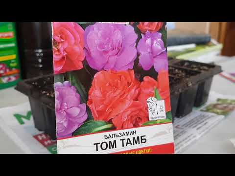 🌺Махровый бальзамин Том Тамб. Посев в грунт.