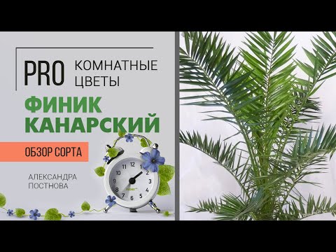 Растение, которое я НЕ люблю, но расскажу об уходе. Финик Канарский - что со мной или с ним не так?