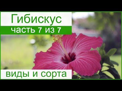 🌺 Виды гибискуса и сорта