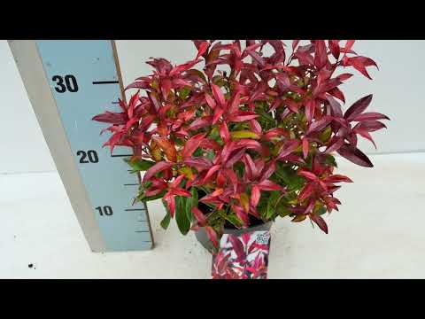 ЛЕУКОТОЭ (LEUCOTHOE) сем. Вересковые