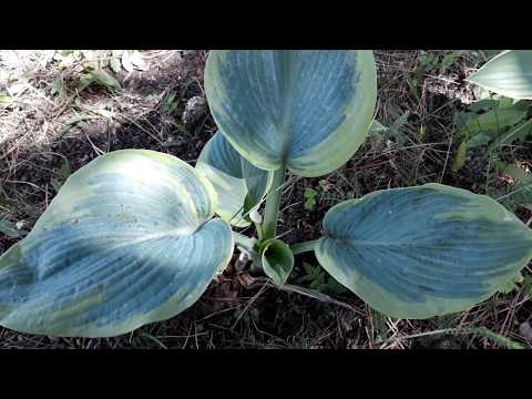 #hosta #хоста #известнаяхоста / Самая известная хоста Фрэнсис Вильямс ( лат.hosta Frances Williams)