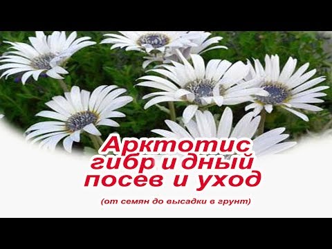 Выращивание из семян Арктотис (Остиоспермум)