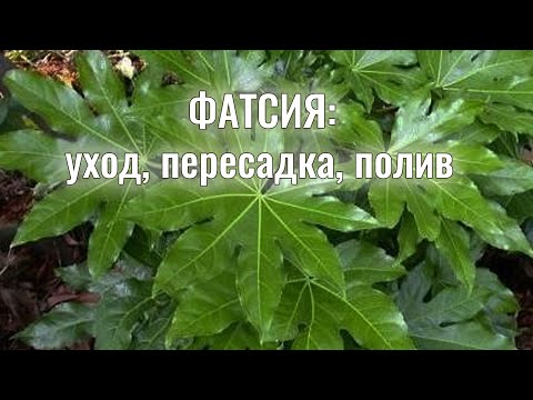 💮ФАТСИЯ японская: красивый цветок с СОРОКОНОЖКАМИ 🐛- ЧТО ДЕЛАТЬ, как поливать, где поставить, уход