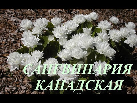 Редкий, весенний цветок сангвинария канадская махровая