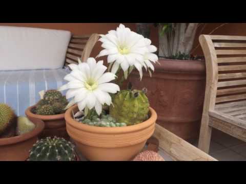 Echinopsis subdenudatus. Уход за кактусом Эхинопсис.